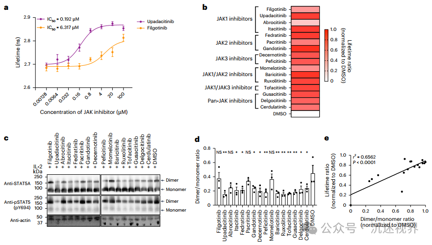 Gene-Encoded Biosensor STATeLights: A Breakthrough Tool for Real-Time Visualization of STAT Activation in Live Cells