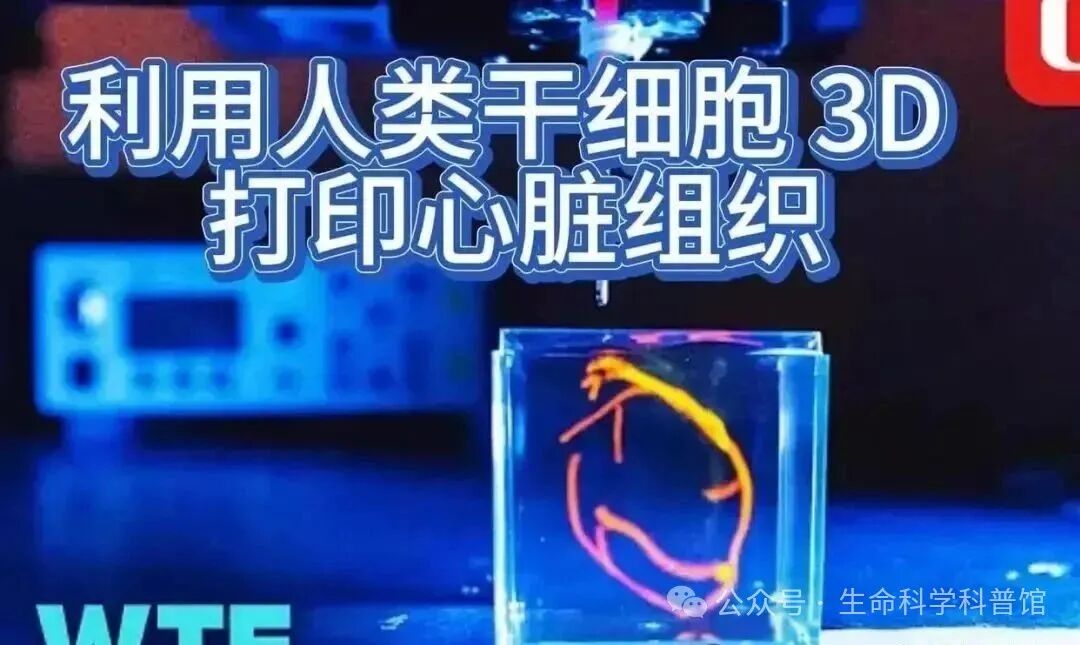 World's First! Successful 3D Printing of 'Living Islets' Offers Hope for Needle-Free Diabetes Treatment