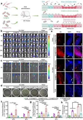 Oral Probiotic-Drug Conjugates for Targeted Colonization and On-Demand Drug Release in the Treatment of Ulcerative Colitis and Its Complications