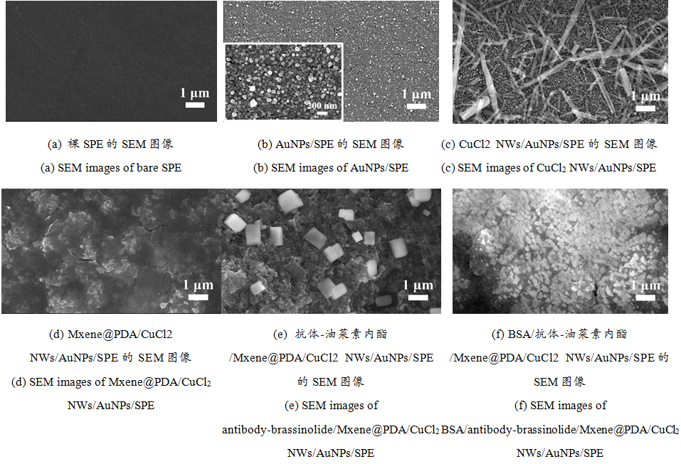 Electrochemical Immunosensor for In Situ Detection of Brassinolide