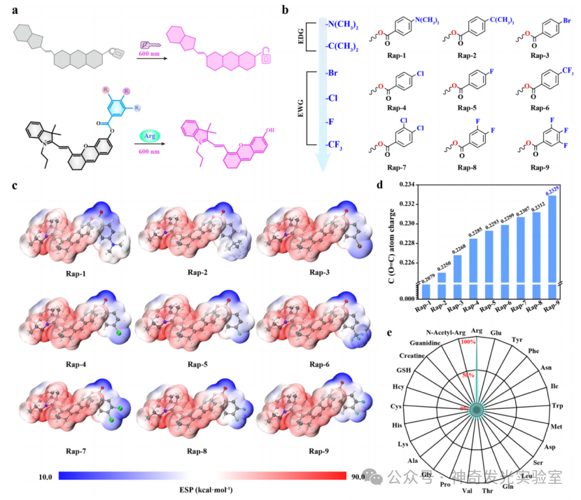 Revealing Dynamics of Arginine Metabolism in Neural Differentiation through Ratiometric Fluorescence Imaging