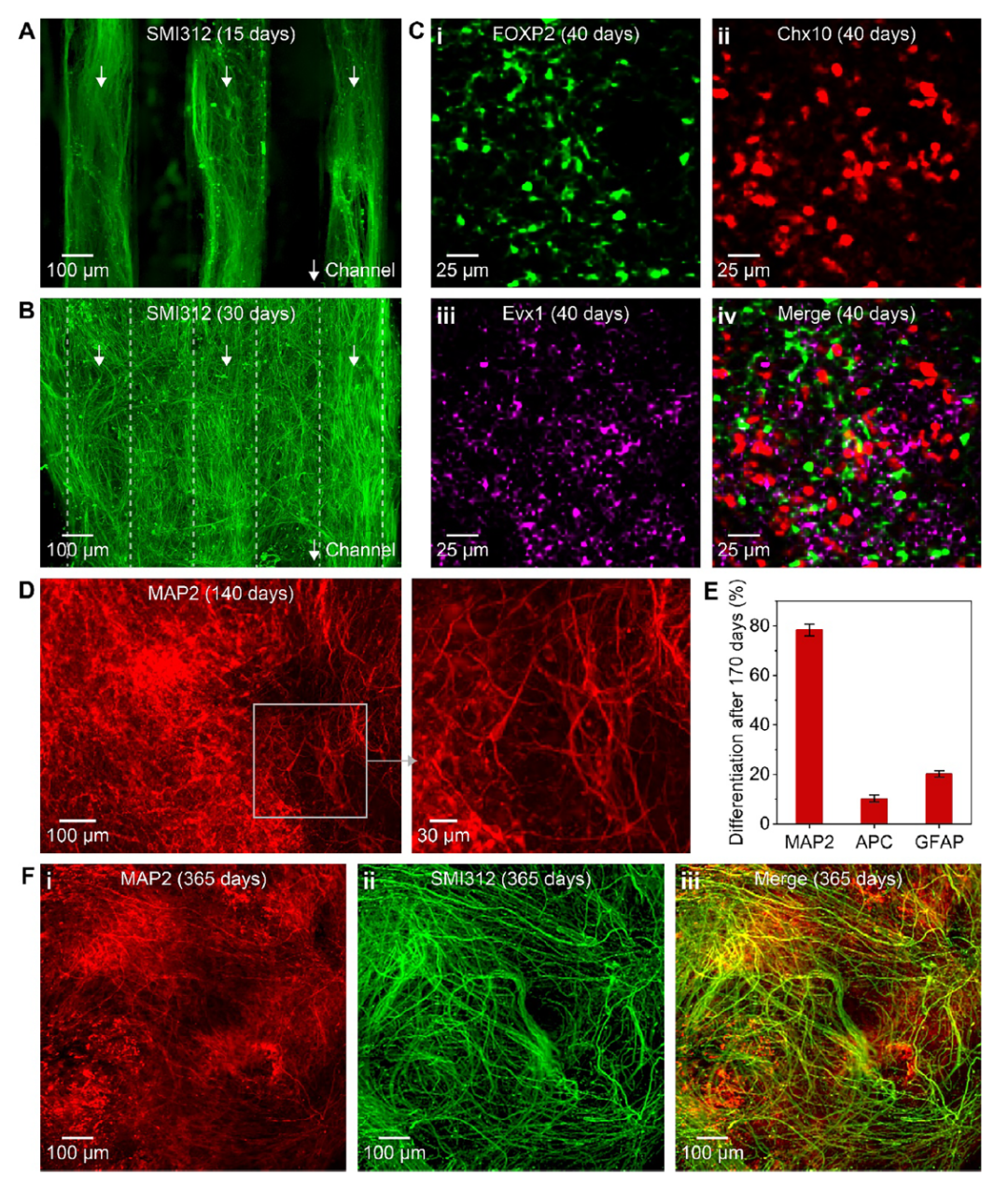 3D-Printed Scaffolds Promote Enhanced Spinal Organoid Formation for Use in Spinal Cord Injury