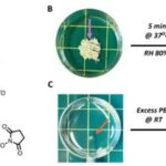 Low Eutectic System of α-Lipoic Acid and Sodium Lipoate: Multifunctional Solid-State Medical Superglue Precursors