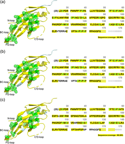 Mass Spectrometry-Driven Epitope Mapping: Application of Diethylpyrocarbonate Covalent Labeling for the Immunotherapeutic Target Programmed Cell Death Protein 1