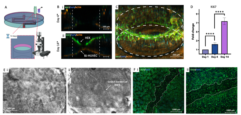 Mater Today Bio: Innovative 3D Bioprinted Vascularized Skin Models with Nutrient Channels for Enhanced Wound Healing and Reliable Drug Testing