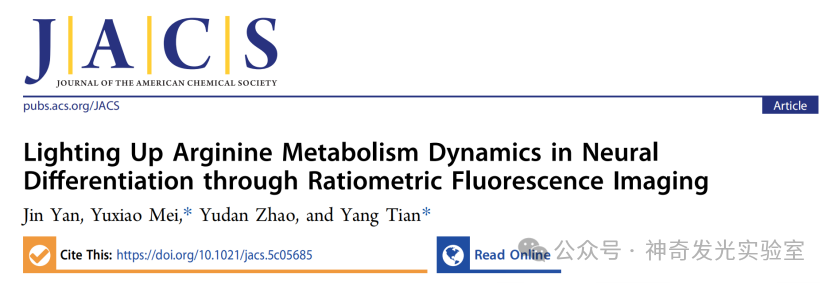 Revealing Dynamics of Arginine Metabolism in Neural Differentiation through Ratiometric Fluorescence Imaging