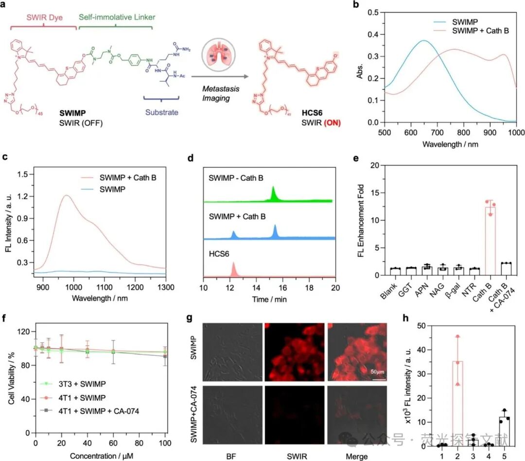 Short-Wave Infrared Semi-Cyano-6 for Cancer Activation and Non-Hairless Preclinical Imaging of Lung Metastasis