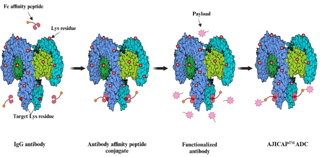 Antibody-Drug Conjugates in Cancer Therapy: Innovations, Challenges, and Future Directions
