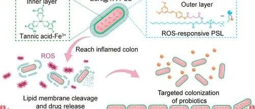 Oral Probiotic-Drug Conjugates for Targeted Colonization and On-Demand Drug Release in the Treatment of Ulcerative Colitis and Its Complications