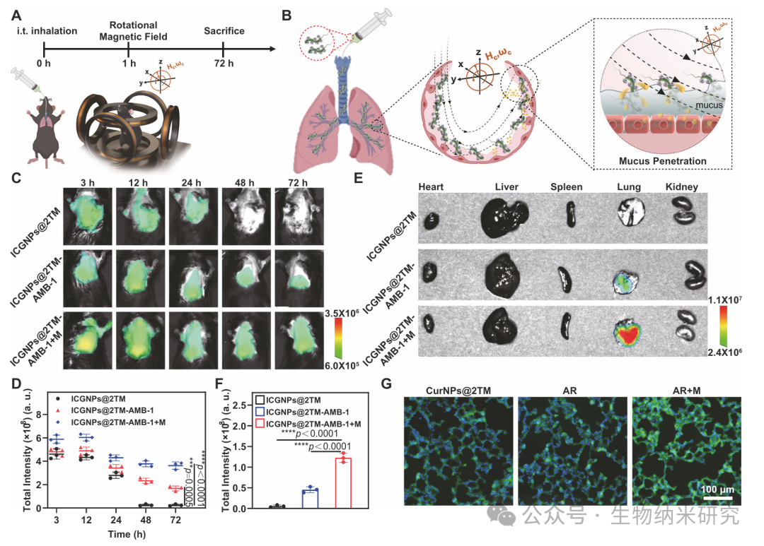 Microbots Strike! Yu Yingfeng/Peng Fei/Shen Lihan Nature Subjournal: Magnetically Controlled "Bacterial Team" for Precise Treatment of Pneumonia