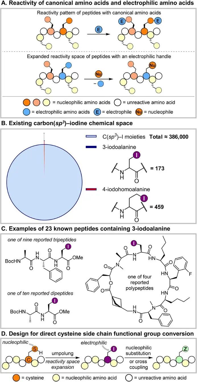 Opening New Pathways for Peptide Modification: Direct Editing of Cysteine Side Chains to Electrophilic Alkyl Halides