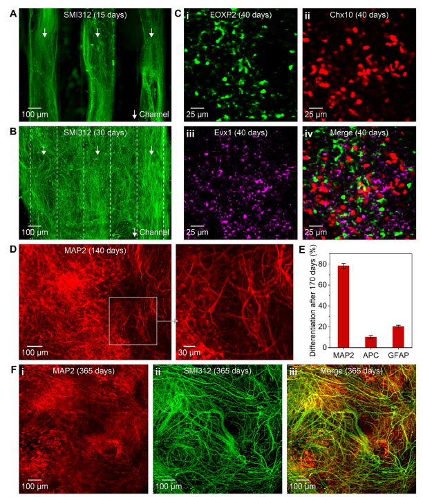 3D Printed Scaffolds Guide Spinal Organoid Formation, Promoting Nerve Regeneration and Functional Recovery After Spinal Cord Injury