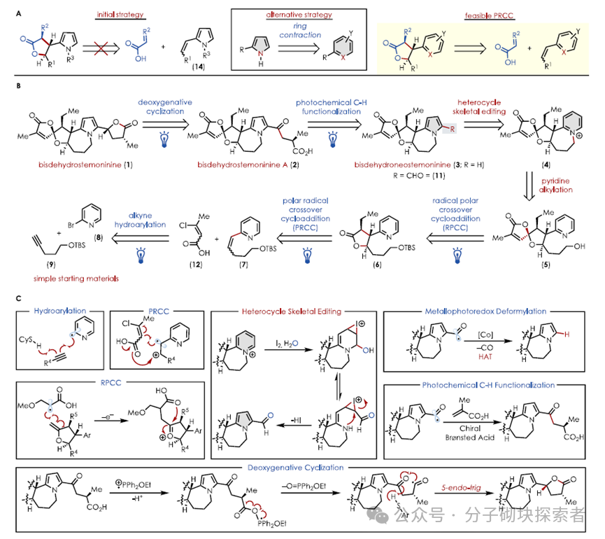 Photochemical Retrosynthetic Analysis Strategy Aids in Developing the Shortest Synthesis Route for Three Stemoamide Alkaloids