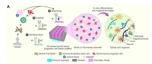 3D Printed Scaffolds Guide Spinal Organoid Formation, Promoting Nerve Regeneration and Functional Recovery After Spinal Cord Injury