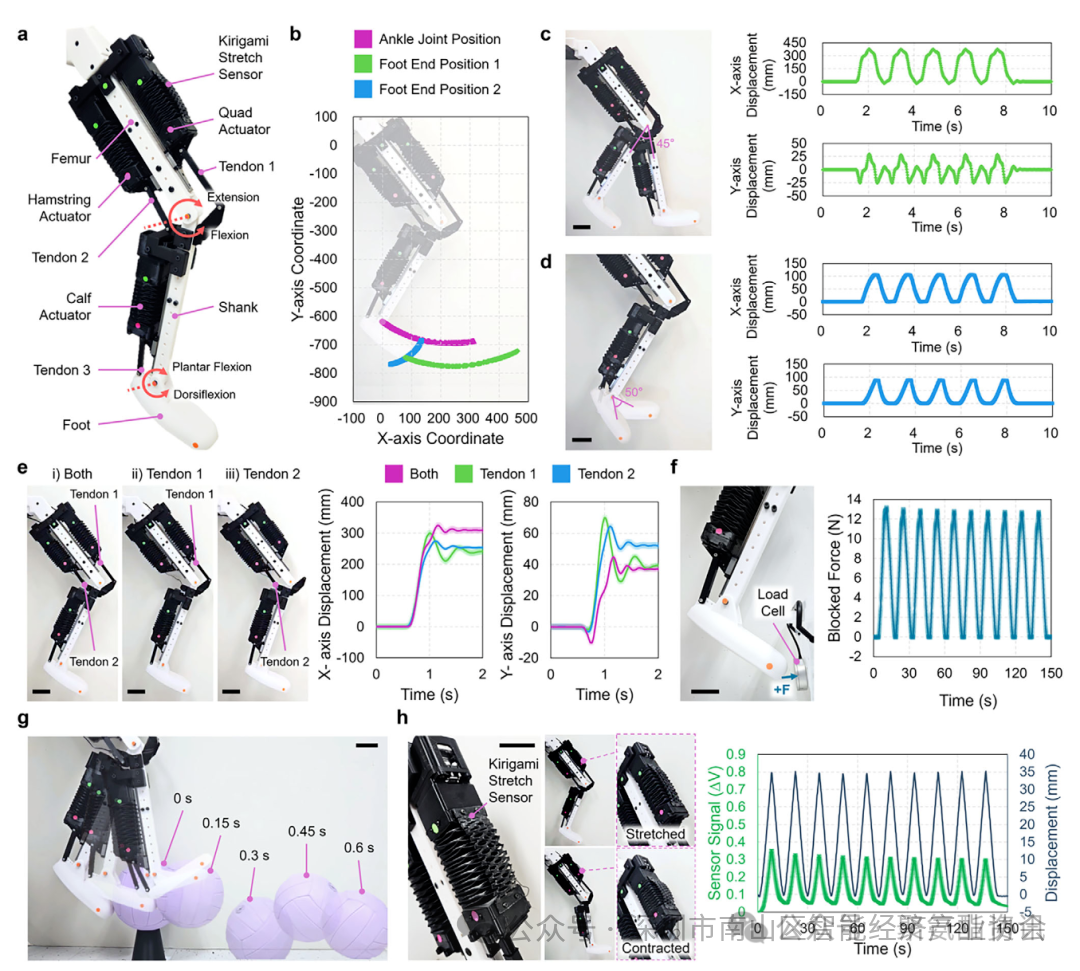 When Robots Grow "Rubber Muscles": A Breakthrough from Northwestern University Transforms Rigid Machines into Agile Performers