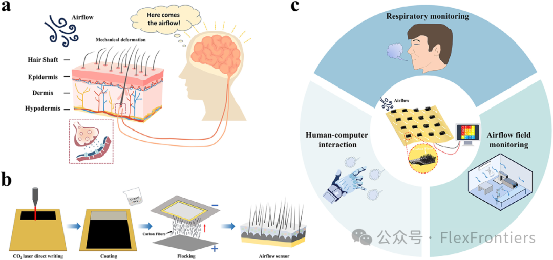 Bionic 'Electronic Hair': High-Sensitivity Flexible Airflow Sensor for Large-Area Sensing
