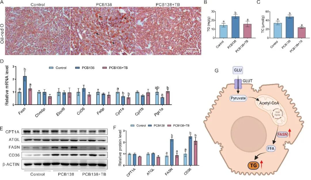Research on the Mechanism of PCB138-Induced Metabolic-Related Fatty Liver Disease and Intervention with Theabrownin by the Team of Professor Zuo Zhenghong and Professor He Chengyong from Xiamen University