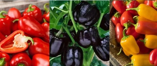 Mini Sweet Peppers: The 'King of Vitamin C' on the Dining Table, Combining Nutrition and Flavor