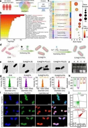 Oral Probiotic-Drug Conjugates for Targeted Colonization and On-Demand Drug Release in the Treatment of Ulcerative Colitis and Its Complications