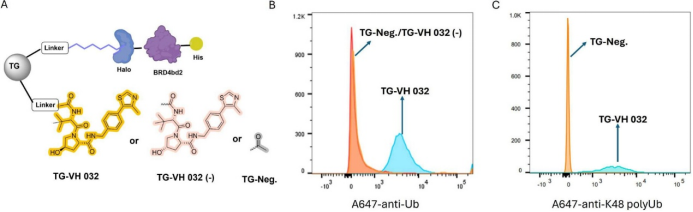 A Functional Assay for Mining Noninhibitory Enzyme Ligands from One Bead One Compound Libraries: Application to E3 Ubiquitin Ligases
