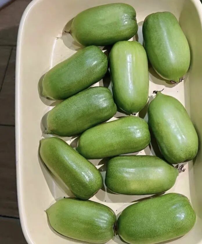 A Fruit That Looks Like Both Jujube and Cucumber, with Vitamin C Content Six Times Higher Than Oranges! This Northern Fruit is in Season and Many Haven't Seen It!