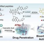 Self-Assembly of Artificial Topological Nanostructures for Enhanced Bioorthogonal Activation and Drug Penetration in Cancer Immunotherapy