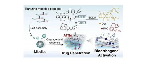 Self-Assembly of Artificial Topological Nanostructures for Enhanced Bioorthogonal Activation and Drug Penetration in Cancer Immunotherapy