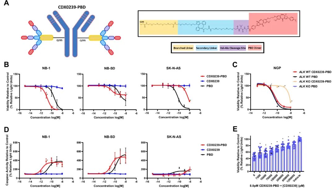 ALK-ADC Drug: Validation of Efficacy of ALK-Targeted Humanized Antibody-Drug Conjugate with Pyrrolobenzodiazepine Payload in ALK-Expressing Cancers