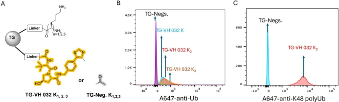 A Functional Assay for Mining Noninhibitory Enzyme Ligands from One Bead One Compound Libraries: Application to E3 Ubiquitin Ligases