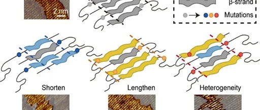 Wang Chenxuan's Team at the Institute of Basic Medical Sciences Reveals the Regulatory Mechanism of Non-Core Regions on the Conformational Diversity of Amyloid Aggregates