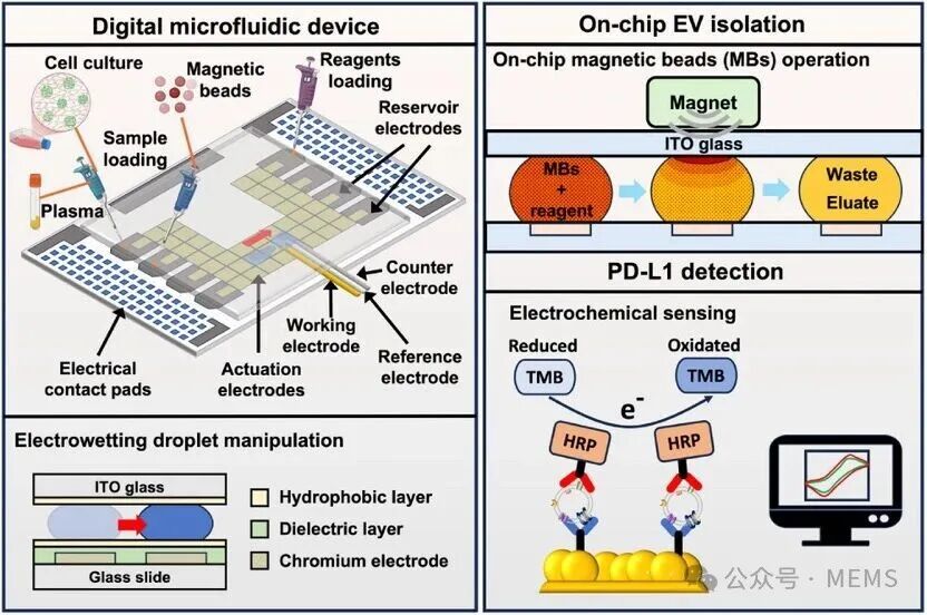 Digital Microfluidic Platform for Integrated Electrochemical Sensors: Automated Extraction and Detection of Extracellular Vesicles