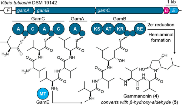 Chemotype- and Target-Driven Genome Mining for a New Natural Product Inhibitor of Bacterial Peptide Deformylase