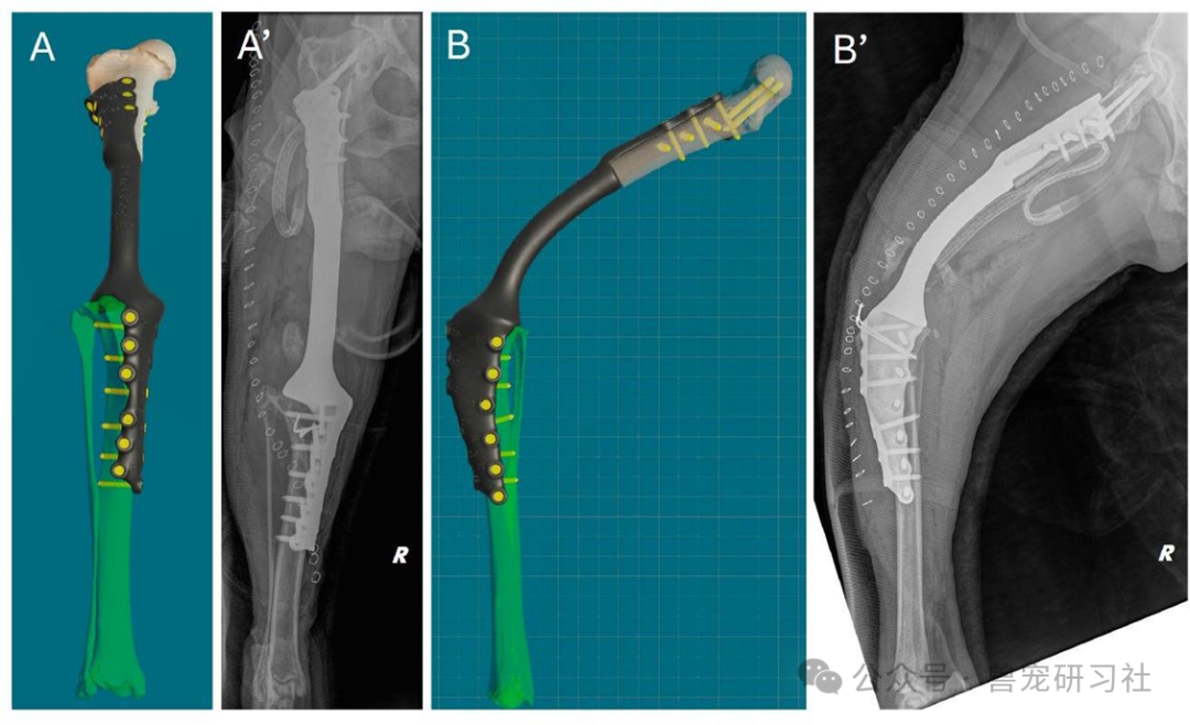 Golden Retriever Successfully Preserves Limb! 3D Printing and Precision Surgery Achieve Breakthrough in Chondrosarcoma Treatment
