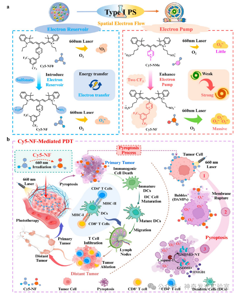 Controlled Electron Transfer: Implementing a Reservoir-Pump Integrated Strategy to Develop a Type I Photosensitizer for Evoking Long-Term Tumor Immunological Memory