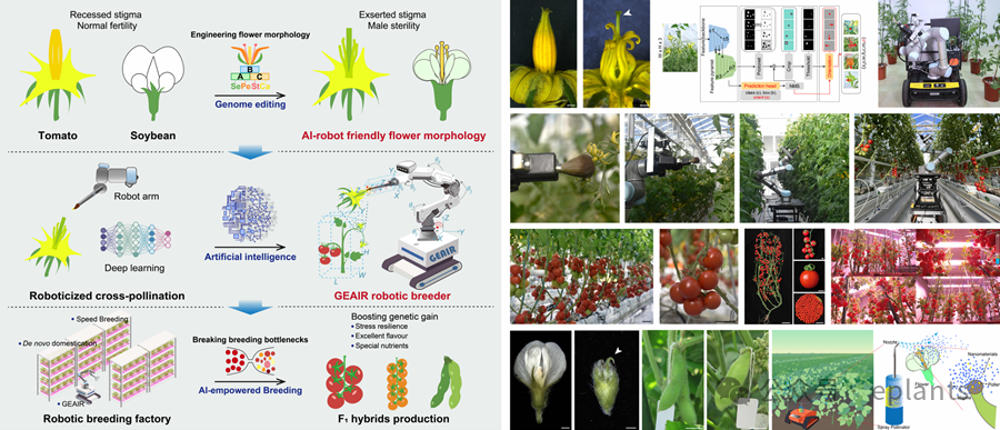 Gene Editing Design of Flower Morphology + AI Robot Pollination = A New Era of Intelligent Breeding! Breakthrough Results in Hybrid Breeding Published by the Chinese Academy of Sciences in Cell