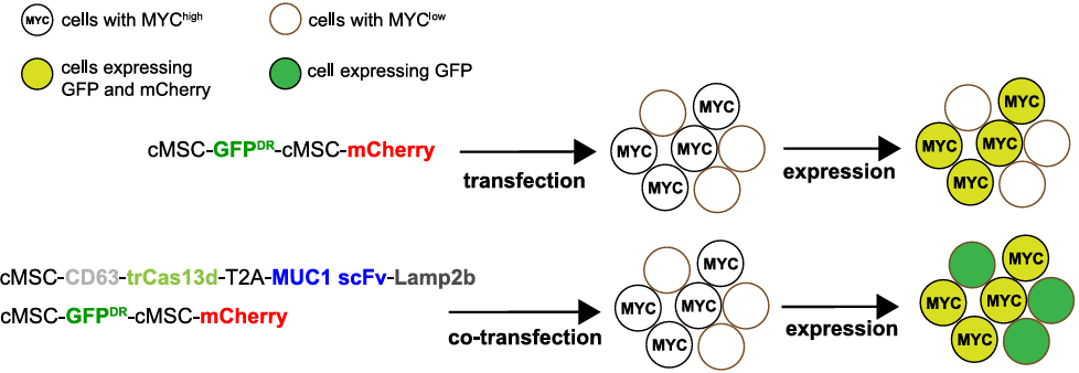 Reprogramming the Tumor Microenvironment with c-MYC-Based Gene Circuit Platform to Enhance Specific Cancer Immunotherapy