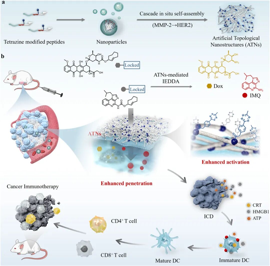 Self-Assembly of Artificial Topological Nanostructures for Enhanced Bioorthogonal Activation and Drug Penetration in Cancer Immunotherapy