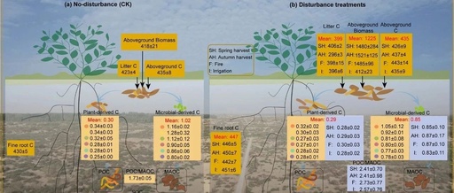 Soil Organic Carbon Loss in Hyperarid Desert Ecosystems: Long-Term Anthropogenic Disturbances Exacerbate the Situation