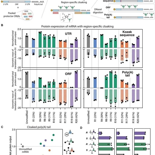 Localized 2'-OH Acylation at Poly(A) Extends RNA Translation