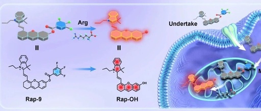 East China Normal University - Tian Yang: Revealing Dynamic Changes in Arginine Metabolism During Neuronal Differentiation Through Ratio Fluorescence Imaging