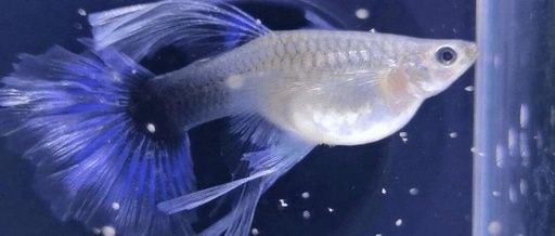 What Does 'Big C' Mean in Guppy Breeding?
