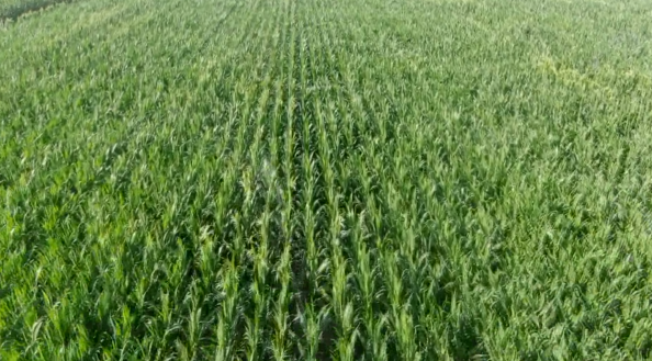 IoT Enables Precise Prediction of Drought and Pest Conditions for Corn Growth in Cheng'an