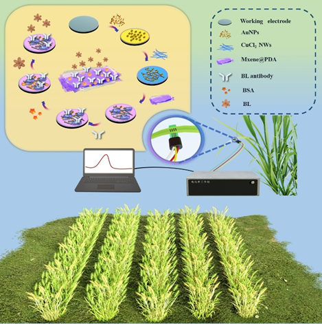Electrochemical Immunosensor for In Situ Detection of Brassinolide