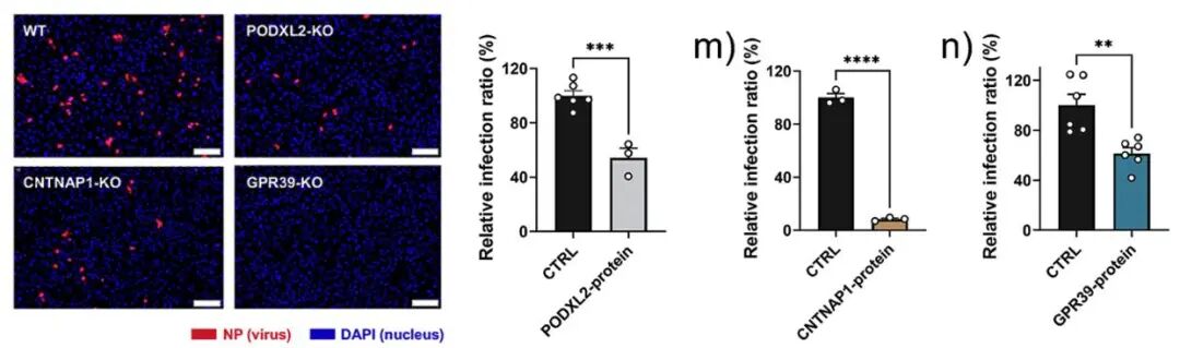 Ultrafast Tyrosinase-Mediated Biotinylation of Living Cell Surface Analysis Reveals Novel Cell Surface Proteins Responsible for Influenza A Virus Entry