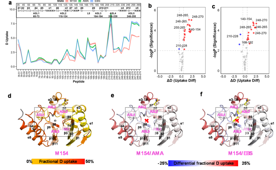 Inhibitor-Dependent Tolerance of New Delhi Metallo-β-Lactamase Driven by Single Mutation-Induced Conformational Changes