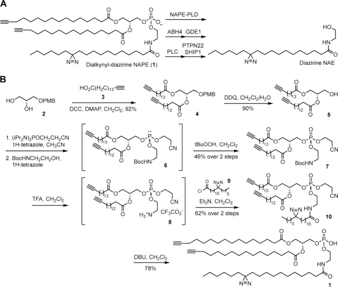 Photoaffinity Labeling Reveals a Role for the Unusual Triply Acylated Phospholipid N-Acylphosphatidylethanolamine in Lactate Homeostasis