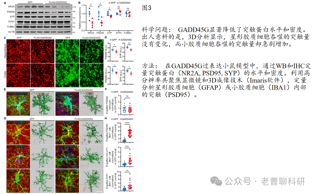 GADD45G as a Pathological Sensor: Coordinating Reactive Gliosis and Neurodegeneration