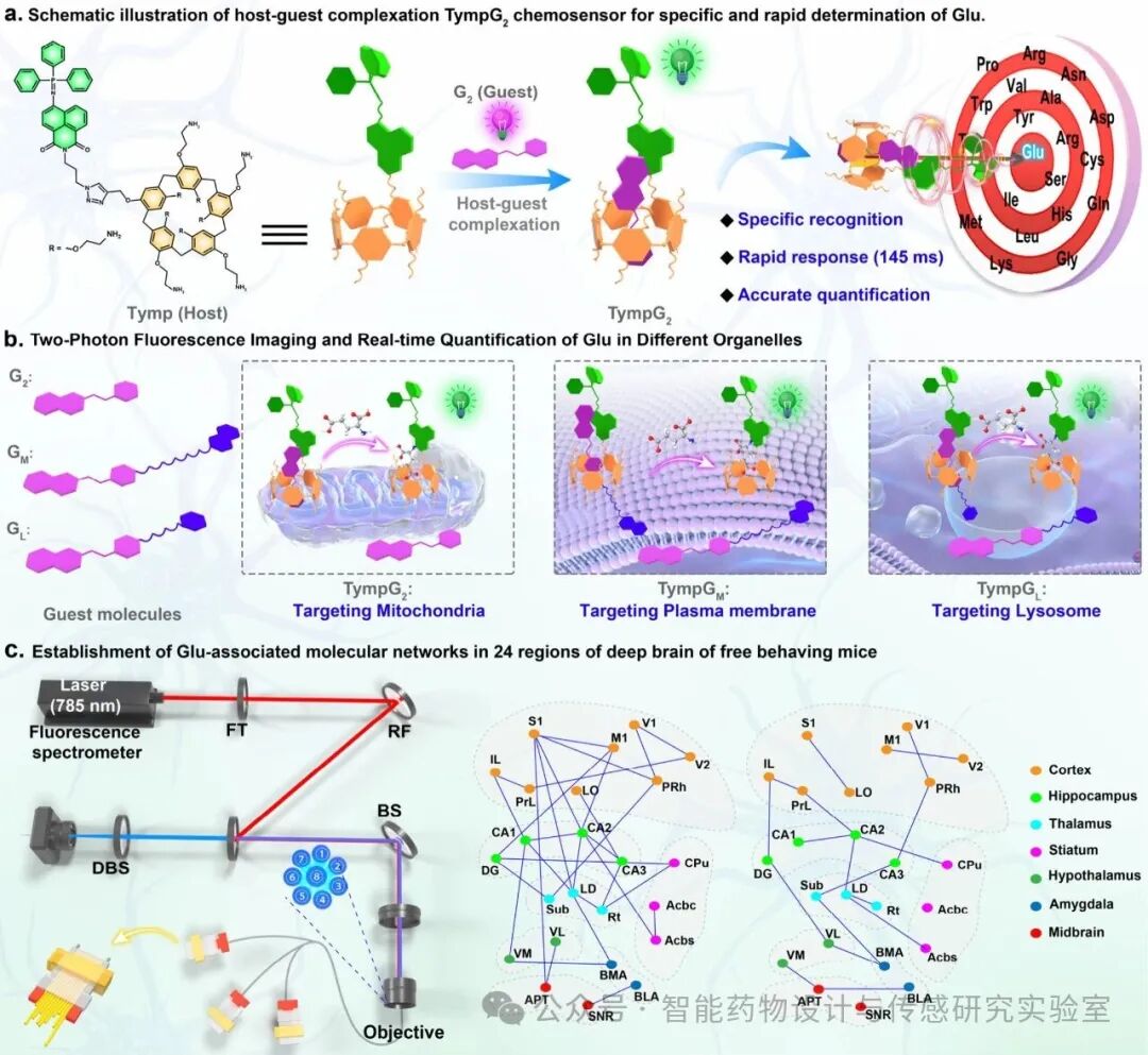 An Engineered Supramolecular Fluorescent Chemosensor for Multiscale Visualization of Glutamate Dynamics in Living Systems
