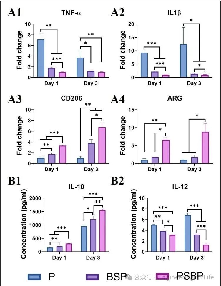 3D Printed Strontium-Doped Bioactive Glass/Polycaprolactone Scaffolds Enhance Immunomodulation and Bone Repair through Polydopamine Surface Modification
