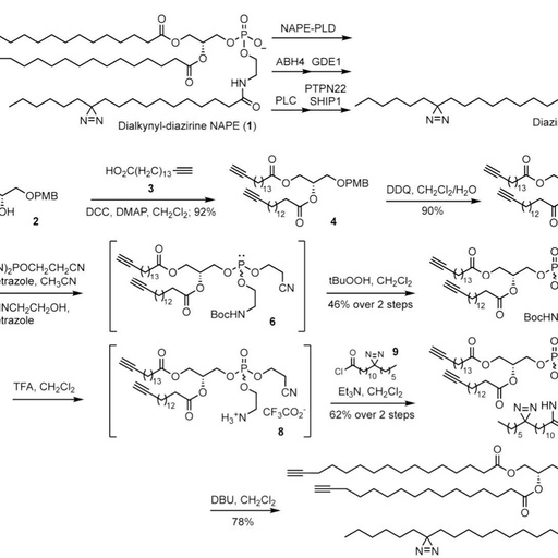 Photoaffinity Labeling Reveals a Role for the Unusual Triply Acylated Phospholipid N-Acylphosphatidylethanolamine in Lactate Homeostasis